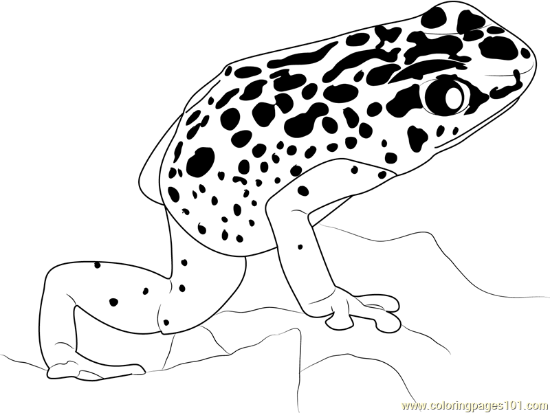 800x601 Blue Poison Dart Frog Coloring Page