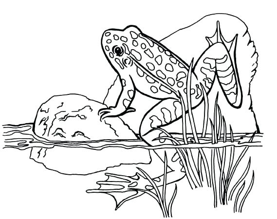 569x450 Frog Coloring Pages Frog Coloring Pages Online