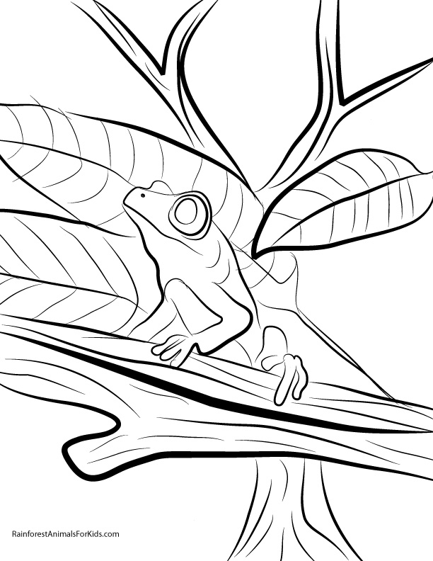 612x792 Printable Coloring Pages Of Rainforest Animals