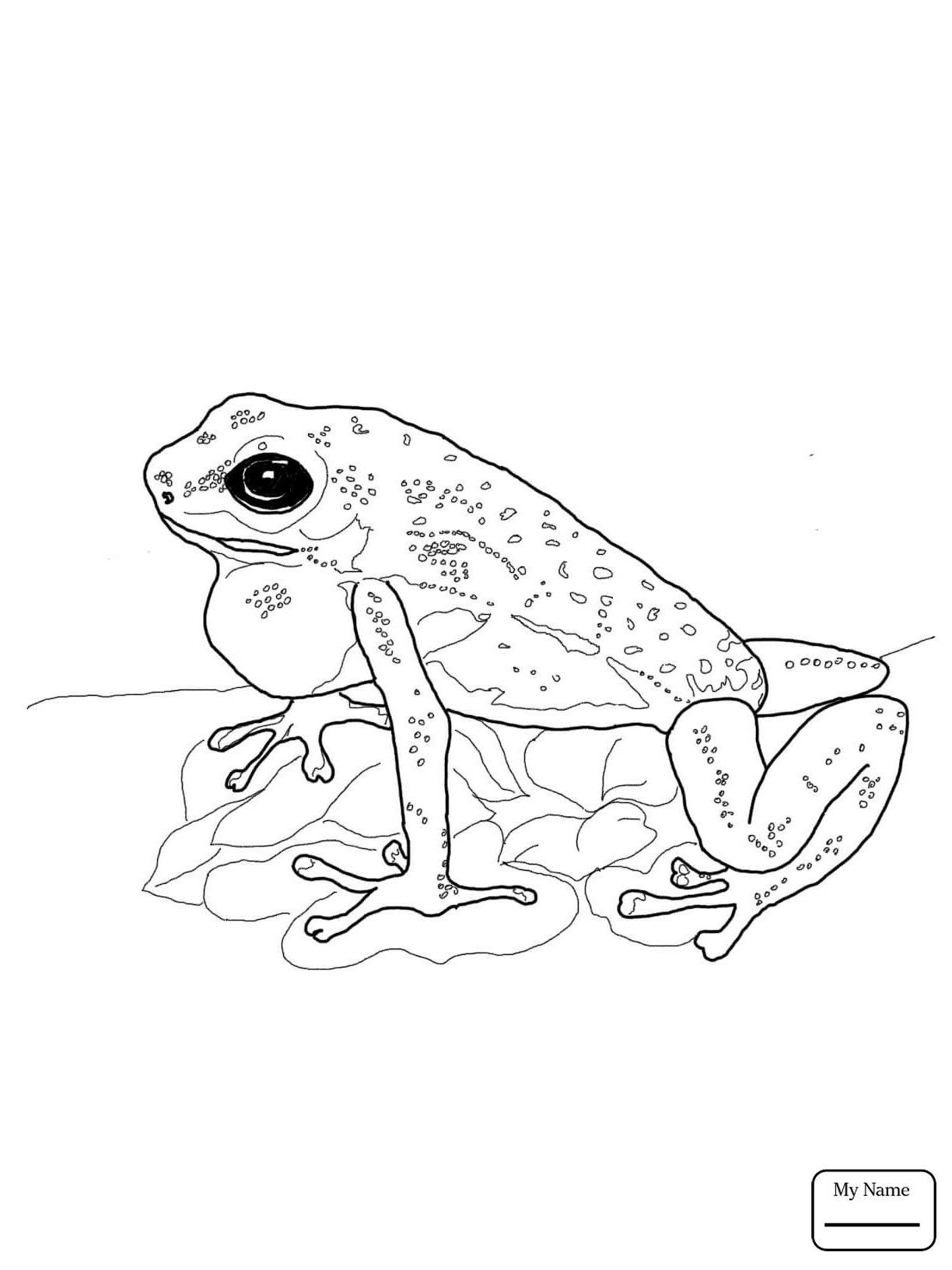 1224x1632 Poison Dart Frog Coloring Pages Printable For Kids 2018 Bright