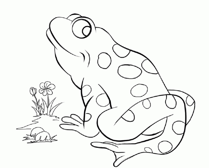 Frog Coloring Pages For Preschoolers Printable Coloring Pages 728x586 Frog Coloring Pages For Preschoolers Printable Coloring Pages