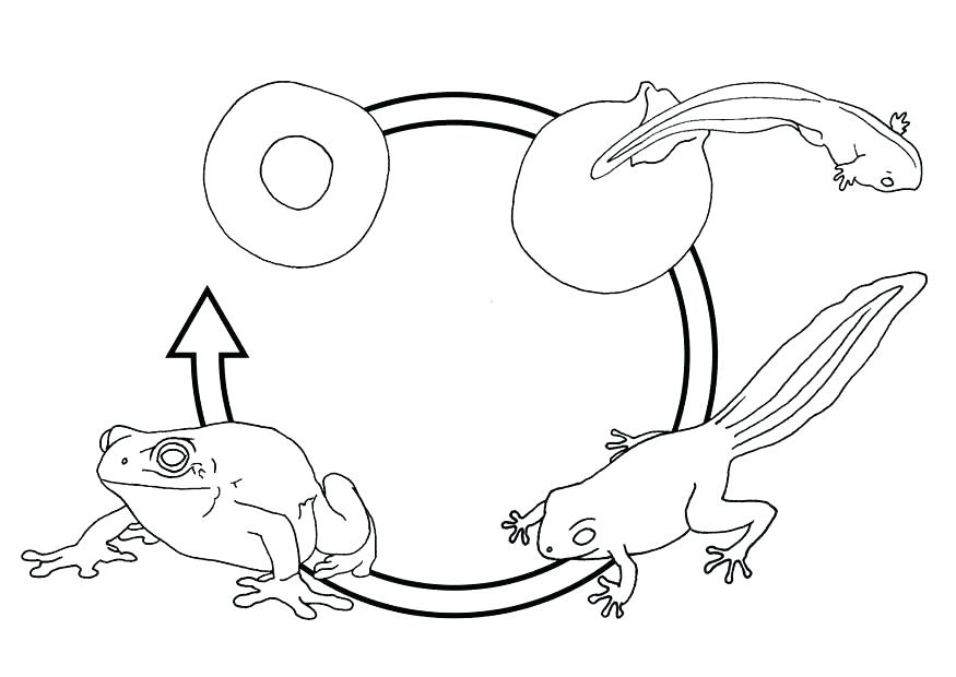 Frog Coloring Pages For Preschoolers S S Frog Life Cycle Coloring 875x620 Frog Coloring Pages For Preschoolers S S Frog Life Cycle Coloring