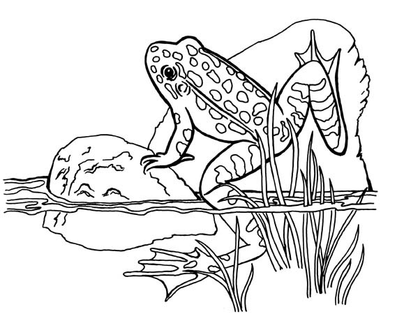 Animal Coloring Pages For Kids Frogs, Free Printable And Free 569x450 Animal Coloring Pages For Kids Frogs, Free Printable And Free