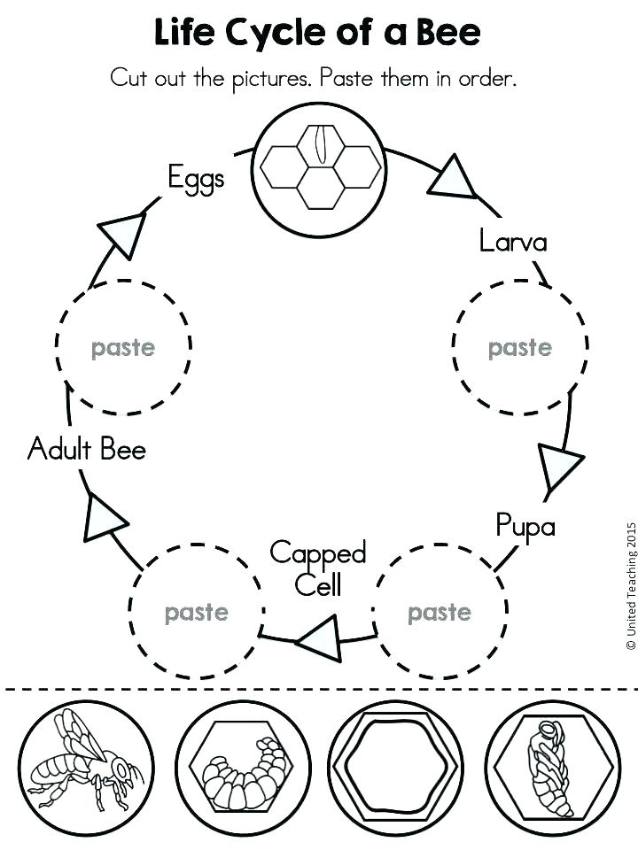 Life Cycle Coloring Pages Life Cycle Coloring Pages Also Butterfly 720x960 Life Cycle Coloring Pages Life Cycle Coloring Pages Also Butterfly