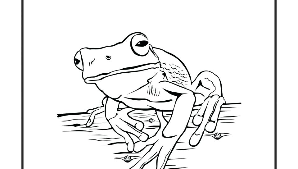 Life Cycle Of Frog Coloring Page Free Printable Animals A Sheet 960x544 Life Cycle Of Frog Coloring Page Free Printable Animals A Sheet