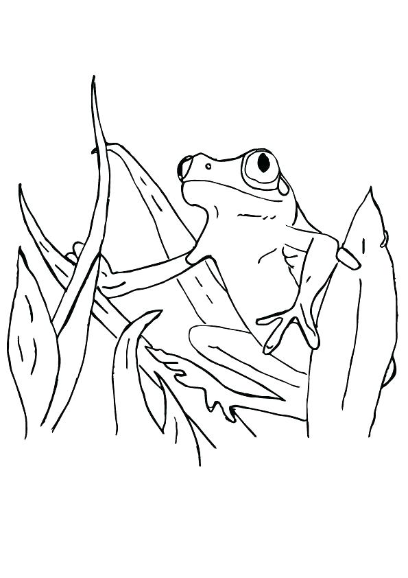Tadpole Coloring Page Tadpole Coloring Page Red Eye Tree Frog 595x842 Tadpole Coloring Page Tadpole Coloring Page Red Eye Tree Frog