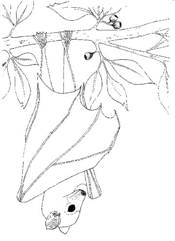 Stellaluna Coloring Page Explore Bat Coloring Pages Preschool 360x497 Stellaluna Coloring Page Explore Bat Coloring Pages Preschool