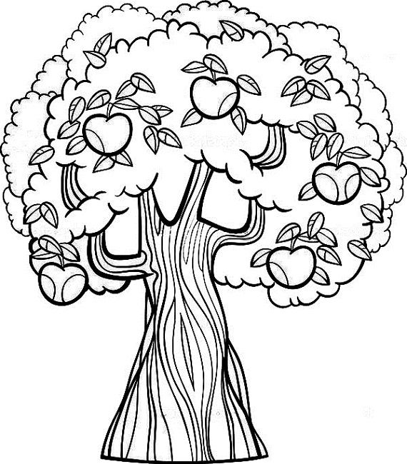 Fruit Tree Coloring Page Food Fruit Trees 570x650 Fruit Tree Coloring Page Food Fruit Trees