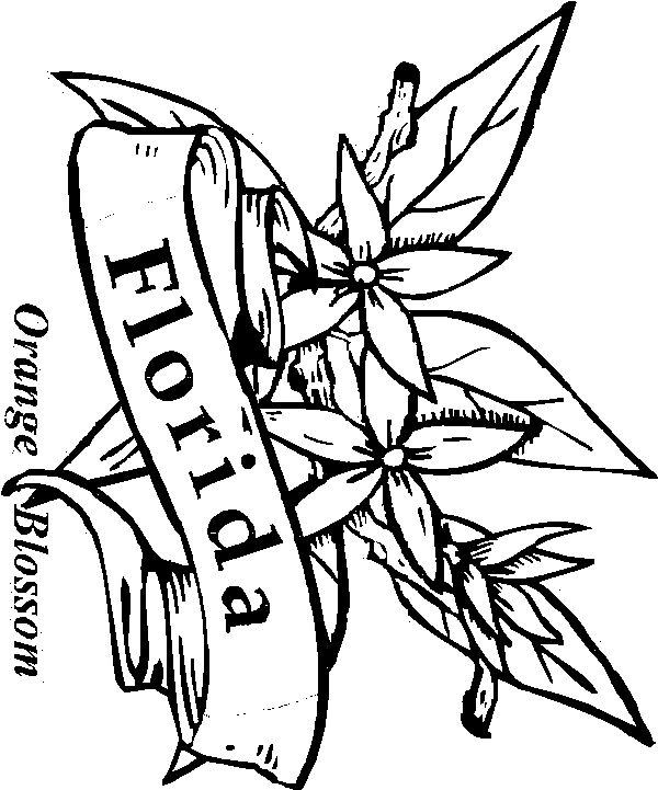 List Of Synonyms And Antonyms Of The Word Orange Blossom Coloring 600x721 List Of Synonyms And Antonyms Of The Word Orange Blossom Coloring