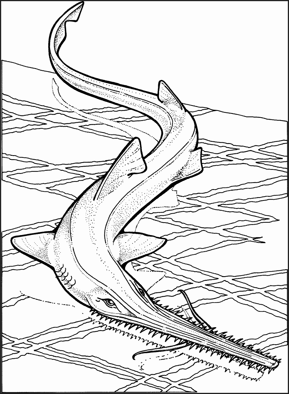 Sharks Coloring Pages To Print Newcoloring123 1005x1371 Sharks Coloring Pages To Print Newcoloring123