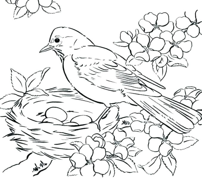 Bird Printable Coloring Pages 678x600 Bird Printable Coloring Pages
