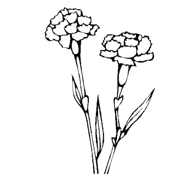 Fun2draw Coloring Pages How To Draw Coloring Pages Carnation 600x558 Fun2draw Coloring Pages How To Draw Coloring Pages Carnation