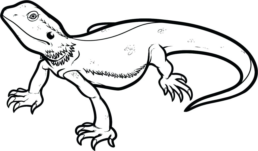 1024x600 Bearded Dragon Coloring Page Bearded Dragon Coloring Pages Bearded