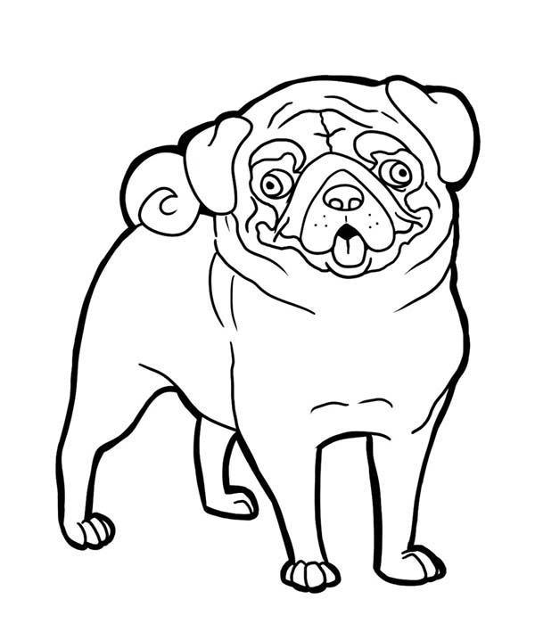 Pug Funny Face Coloring Page Color Luna 600x700 Pug Funny Face Coloring Page Color Luna