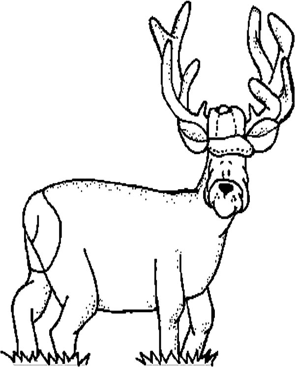 Elk Funny Face Coloring Pages 600x745 Elk Funny Face Coloring Pages