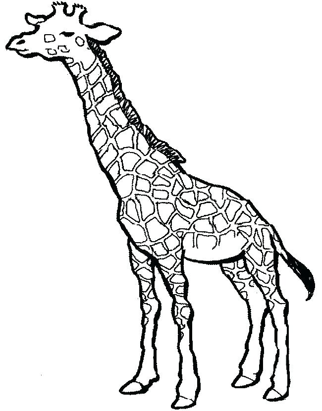 Giraffe Coloring Pages Giraffes Coloring Pages High Cute Giraffe 650x830 Giraffe Coloring Pages Giraffes Coloring Pages High Cute Giraffe