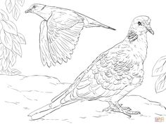236x177 Domestic Sheeps Coloring Page Furry ,fishy,feathery,ect Coloring