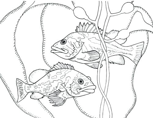 Marine Coloring Page Finding The True Stars Of The Ocean Marine 500x386 Marine Coloring Page Finding The True Stars Of The Ocean Marine