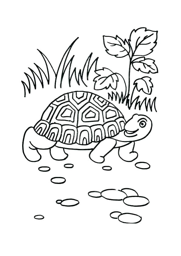 Tortoise Coloring Page Coloring Pages Turtle Printable Of Cartoon 595x842 Tortoise Coloring Page Coloring Pages Turtle Printable Of Cartoon