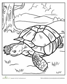 Tortoise Coloring Page. Sometimes Called An African Spurred 236x296 Tortoise Coloring Page. Sometimes Called An African Spurred