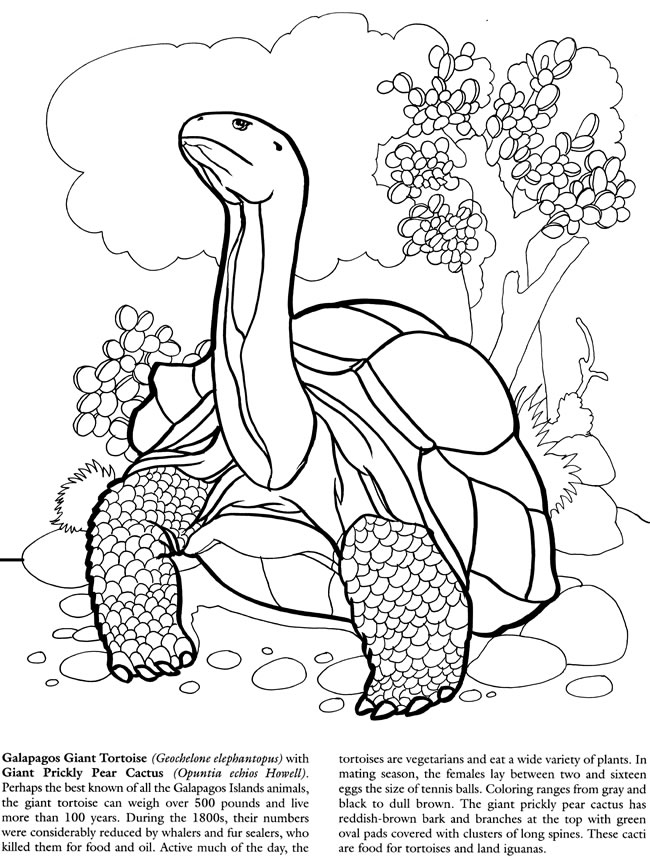 Galapagos Islands Coloring Book Dover Publications Coloring 650x866 Galapagos Islands Coloring Book Dover Publications Coloring
