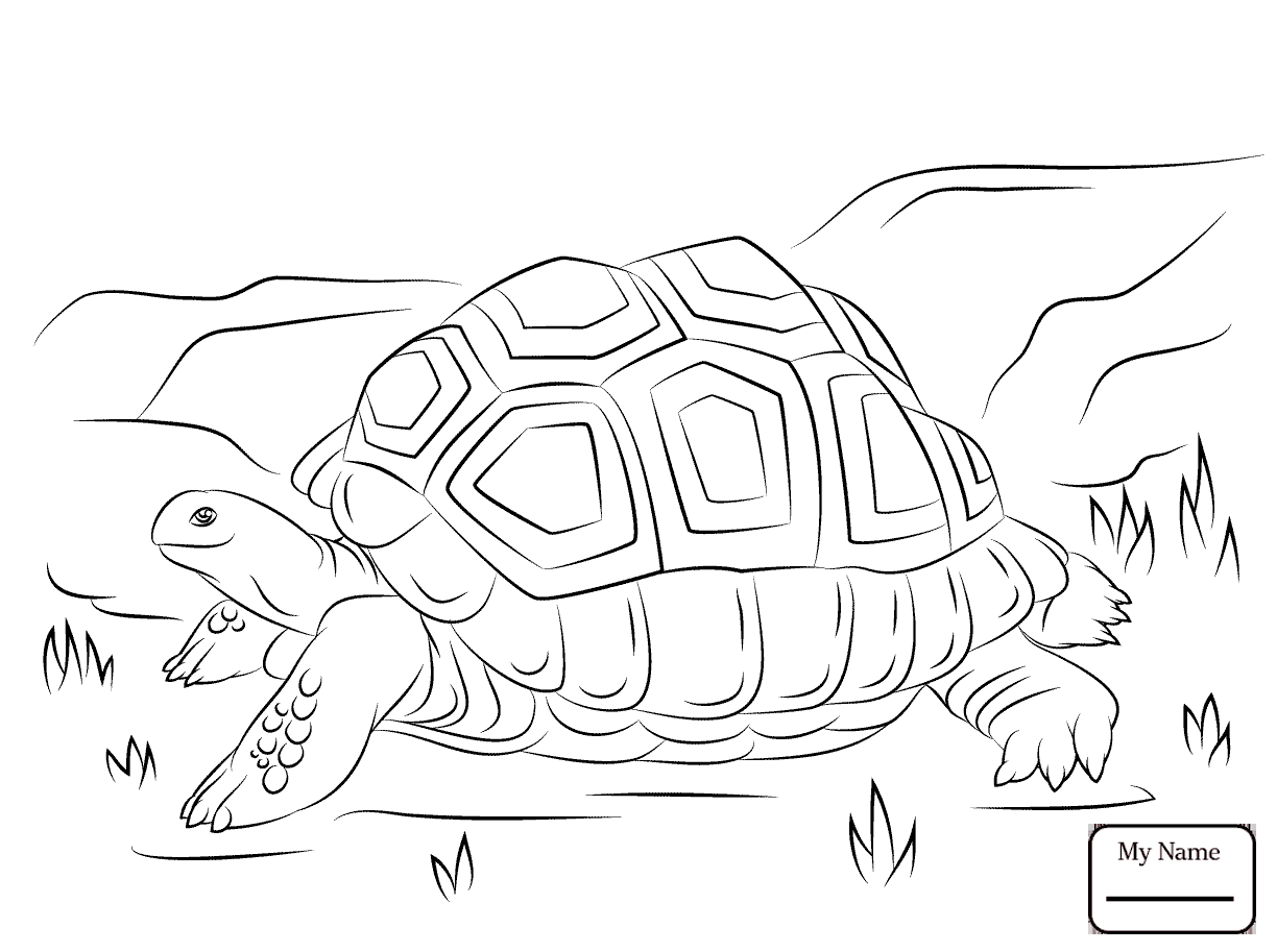 Special Tortoise Coloring Page And The Hare 10 1224x913 Special Tortoise Coloring Page And The Hare 10