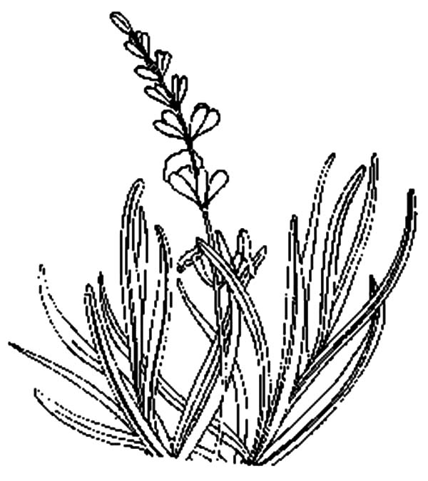 Gandalf The Gray Coloring Pages 600x675 Gandalf The Gray Coloring Pages