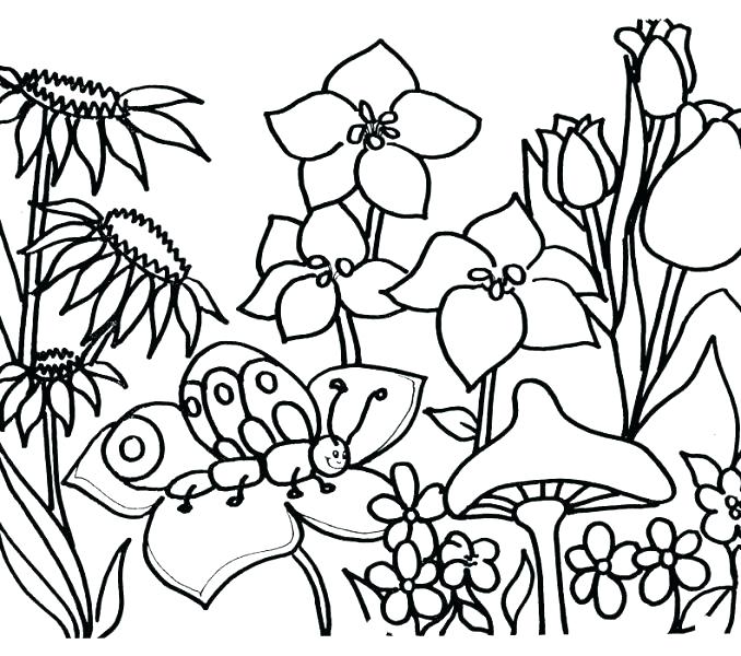 678x600 Garden Coloring Pages Flower Garden Coloring Page Fancy Flower