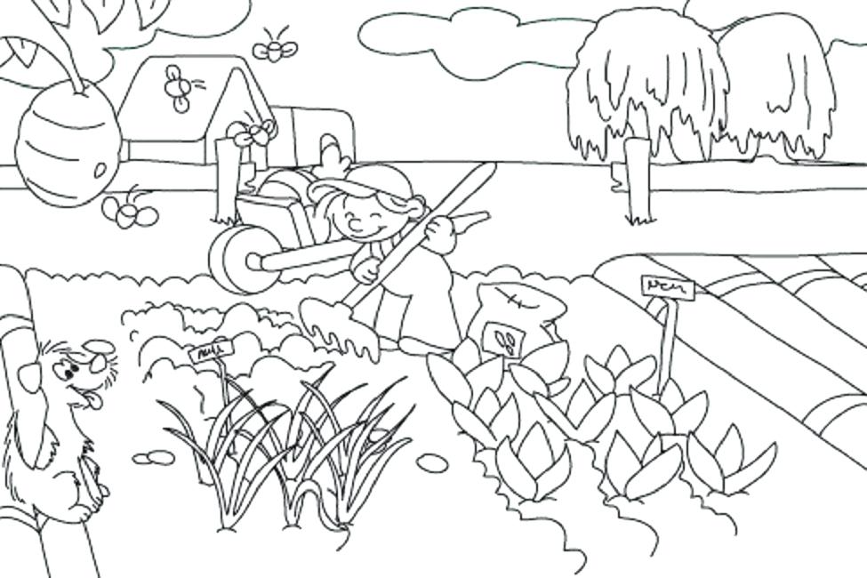 Vegetable Garden Coloring Pages 975x650 Vegetable Garden Coloring Pages