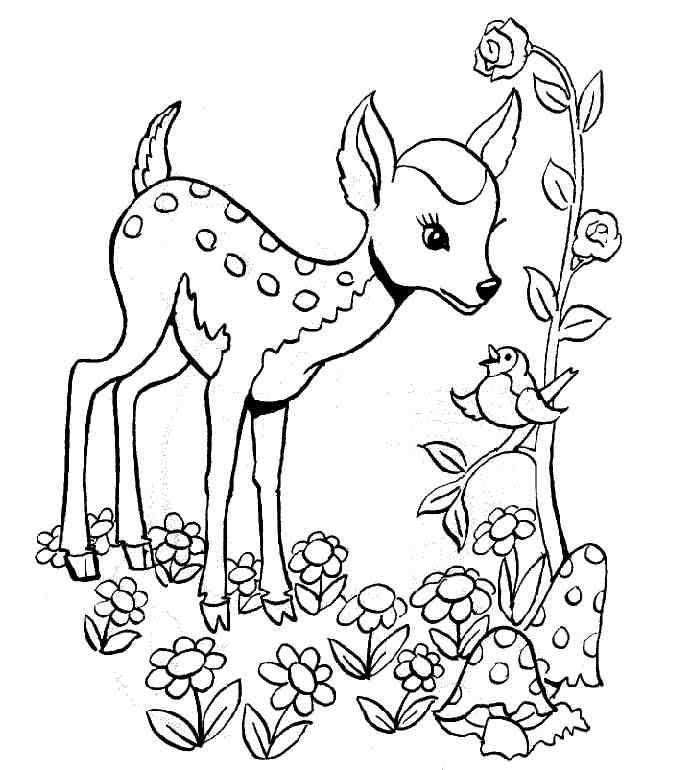 Free Animals Gazelle Printable Coloring Pages For Preschool 691x770 Free Animals Gazelle Printable Coloring Pages For Preschool