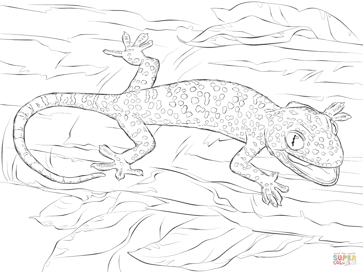 1200x900 Realistic Tokay Gecko Coloring Page Free Printable Coloring Pages