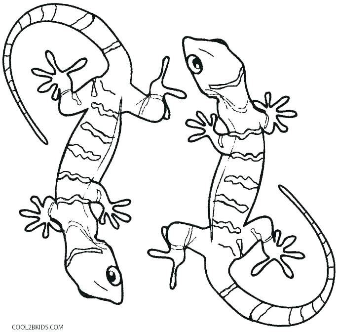 685x676 Gecko Coloring Page Gecko Coloring Page Gecko Coloring Pages Epic