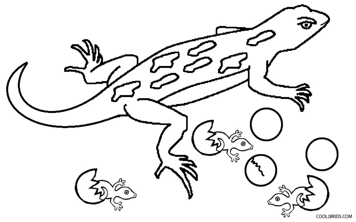 1203x751 Helpful Reptile Pictures To Color Tokay Gecko Coloring Page Free