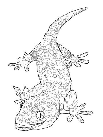 360x480 Tokay Gecko Coloring Page Tokay Geckos Geckos