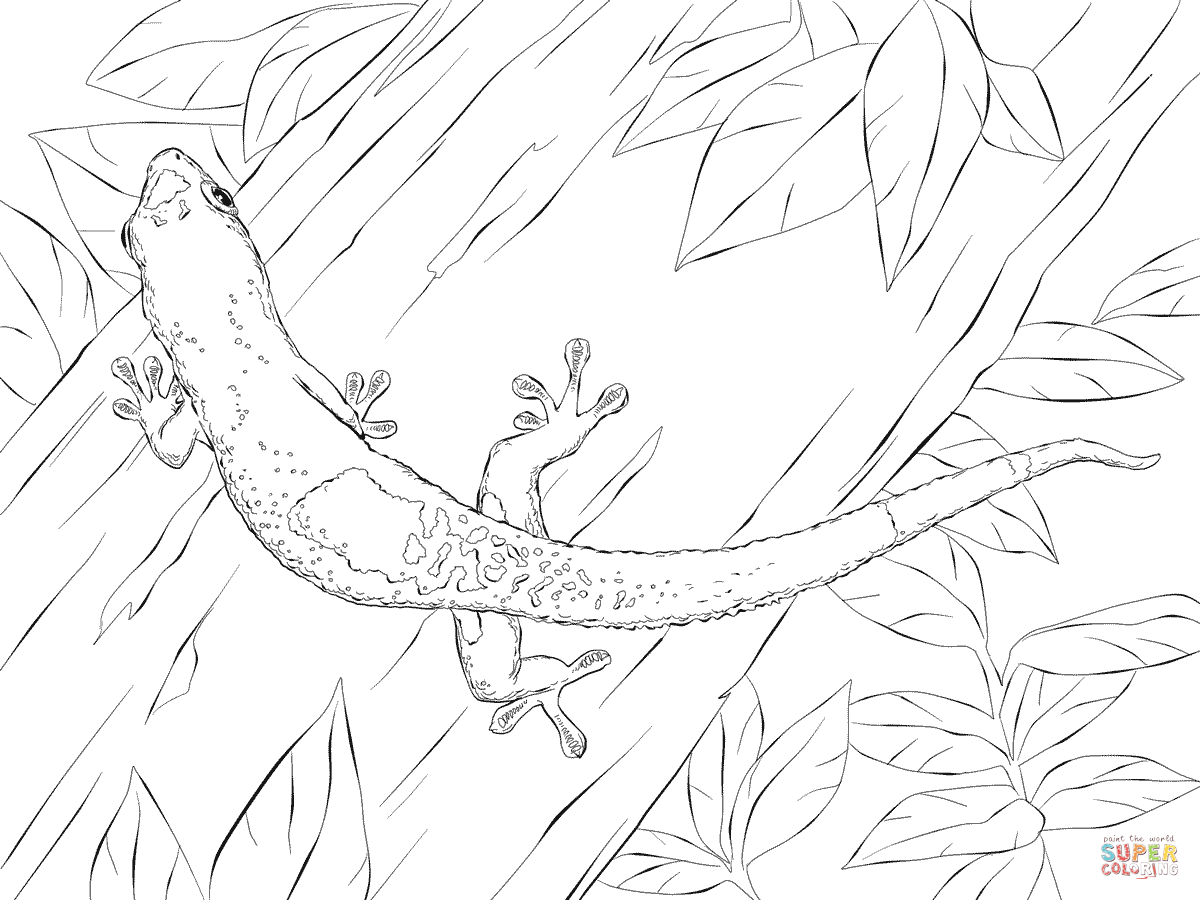 1200x900 Leopard Gecko Coloring Page Free Printable Coloring Pages Leopard