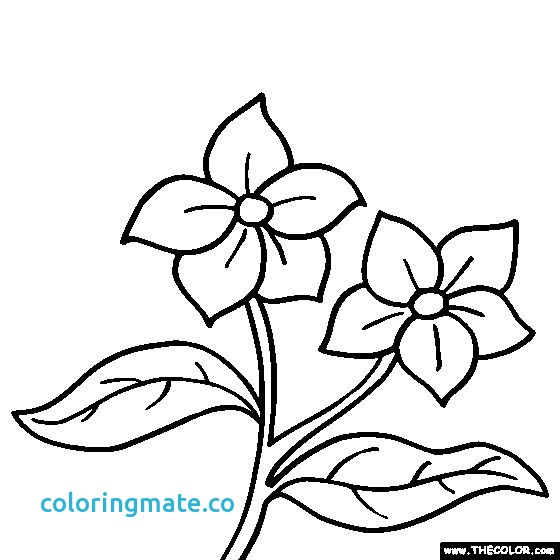 Floral Coloring Pages Inspirational Free Coloring Pages Of Gerber 560x560 Floral Coloring Pages Inspirational Free Coloring Pages Of Gerber
