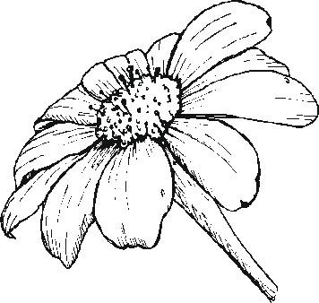 Gerber Daisy Drawing 356x338 Gerber Daisy Drawing