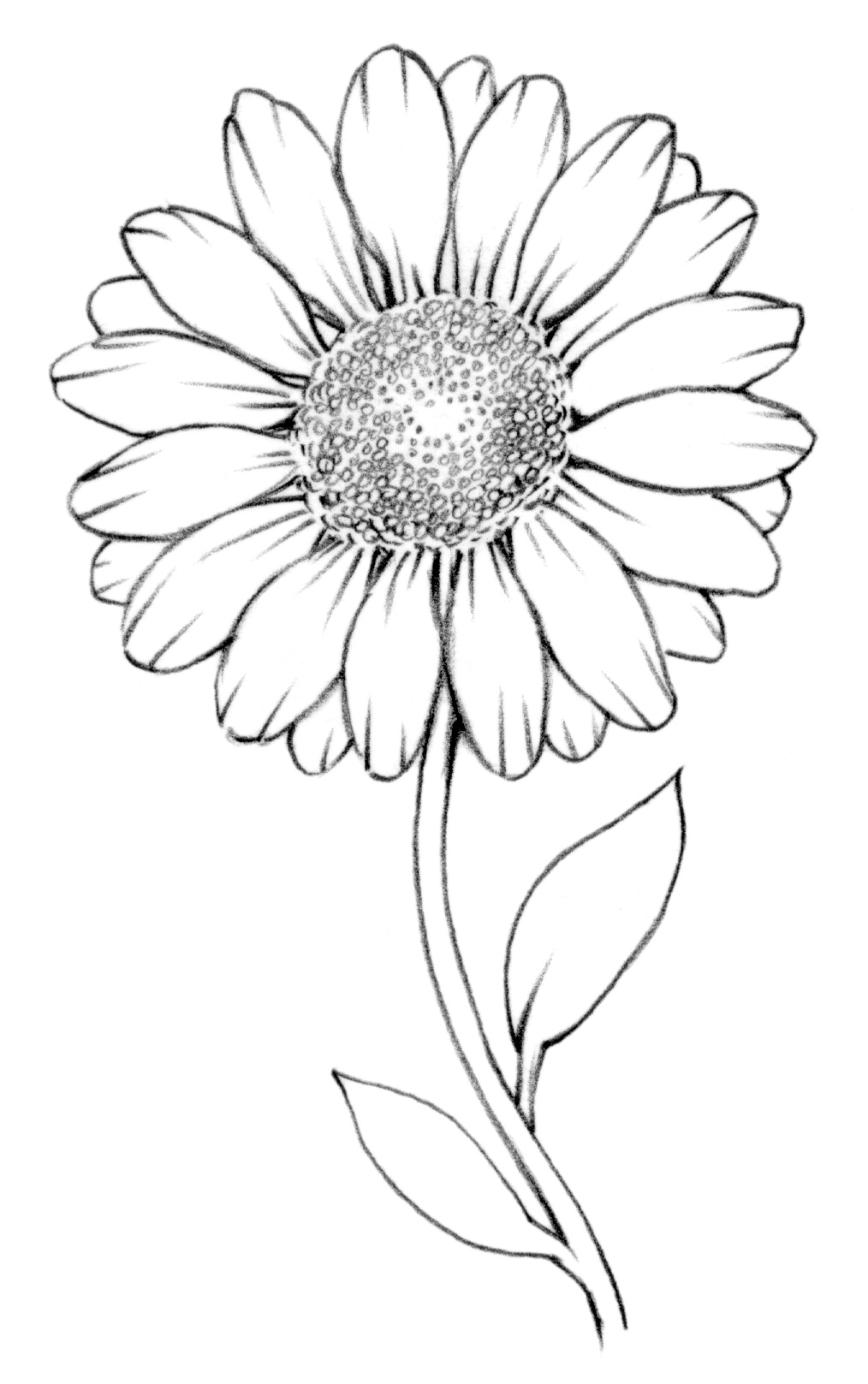Gerbera Daisy Drawing 1014x1617 Gerbera Daisy Drawing