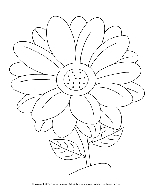 Gerbera Daisy Coloring Pages 595x725 Gerbera Daisy Coloring Pages