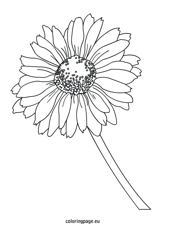 Here Are Daisy Coloring Pages Images Flower With Ideas 15 595x804 Here Are Daisy Coloring Pages Images Flower With Ideas 15