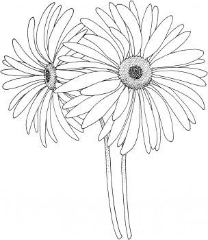 Pin By Sharon Zadik On Zentangle Embroidery, Flower 304x350 Pin By Sharon Zadik On Zentangle Embroidery, Flower