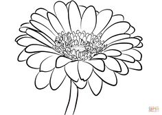 Gerbera Daisy Drawing 236x168 Gerbera Daisy Drawing