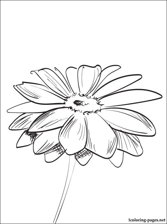 Coloring Page Gerbera Coloring Pages 560x750 Coloring Page Gerbera Coloring Pages