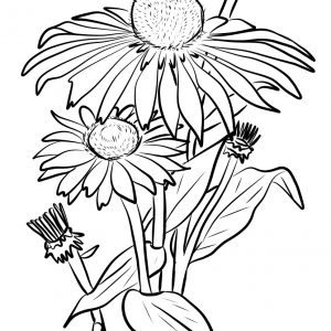 Coloring Pages Of Daisy Flower Best Of Coloring Page Daisy Flower 300x300 Coloring Pages Of Daisy Flower Best Of Coloring Page Daisy Flower
