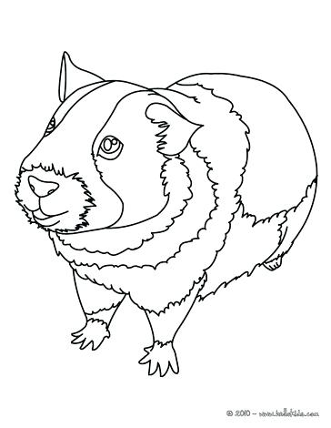 Guinea Pig Coloring Page Gerbil Coloring Pages Free Guinea Pig 364x470 Guinea Pig Coloring Page Gerbil Coloring Pages Free Guinea Pig