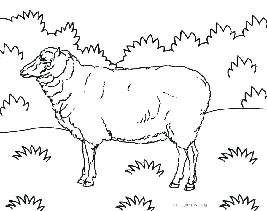 900x713 Shepherd Coloring Page Our Shepherd Coloring Page German Shepherd