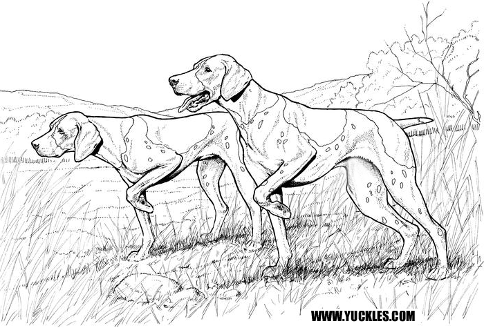 German Shorthaired Pointer Coloring Page By Yuckles! 700x475 German Shorthaired Pointer Coloring Page By Yuckles!
