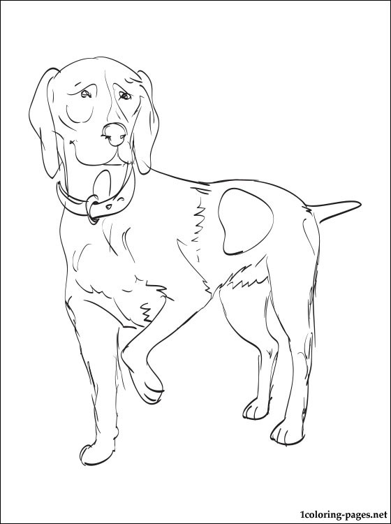 German Shorthaired Pointer Coloring Page Coloring Pages 560x750 German Shorthaired Pointer Coloring Page Coloring Pages