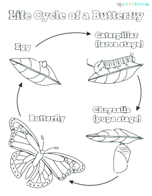 Butterfly Life Cycle Coloring Page Butterfly Life Cycle Coloring 618x798 Butterfly Life Cycle Coloring Page Butterfly Life Cycle Coloring