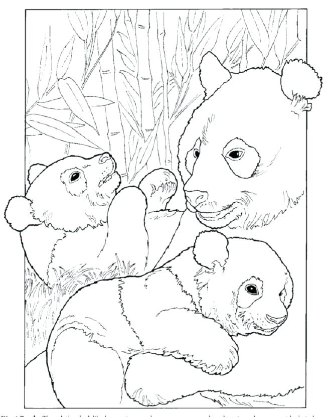 650x831 Unique Giant Panda Coloring Page And Giant Panda Life Cycle